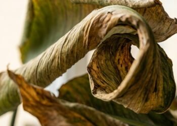Suas folhas da ave-do-paraíso estão enrolando? Esse sinal pode indicar falta de água ou estresse no cultivo