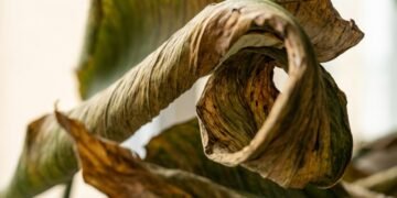 Suas folhas da ave-do-paraíso estão enrolando? Esse sinal pode indicar falta de água ou estresse no cultivo