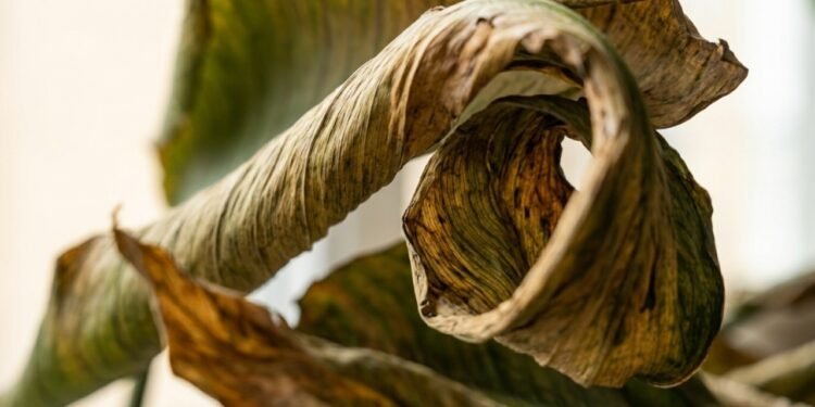 Suas folhas da ave-do-paraíso estão enrolando? Esse sinal pode indicar falta de água ou estresse no cultivo