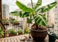 Essa fruta tropical produz cachos impressionantes mesmo em casas sem jardins grandes