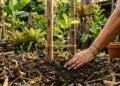 Sem adubo caro e nem técnicas complexas, a forma correta e simples para ter goiaba no quintal