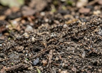 As melhores plantas para afastar formigas do seu jardim naturalmente