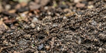 As melhores plantas para afastar formigas do seu jardim naturalmente