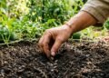 Qual o melhor mês para plantar melancia e garantir uma colheita doce e abundante