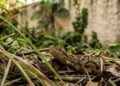 Chega de medo de cobras no quintal, o detalhe que afasta os animais da sua residência