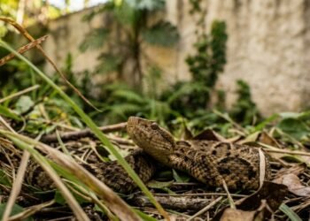 Chega de medo de cobras no quintal, o detalhe que afasta os animais da sua residência