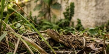 Chega de medo de cobras no quintal, o detalhe que afasta os animais da sua residência
