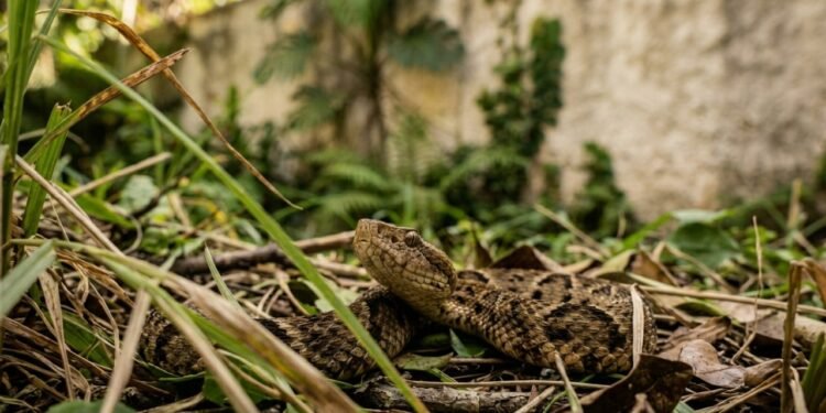 Chega de medo de cobras no quintal, o detalhe que afasta os animais da sua residência
