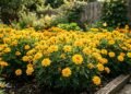 A planta que vai iluminar seu jardim com um amarelo sensacional