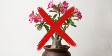 Esqueça rosas-do-deserto: o arbusto que floresce sem parar e está em alta em 2026
