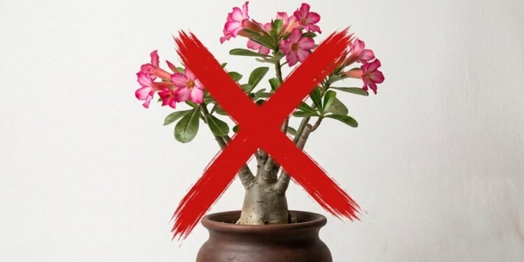 Esqueça rosas-do-deserto: o arbusto que floresce sem parar e está em alta em 2026