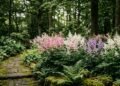 A planta que domina os jardins sombreados com flores delicadas em formato de plumas