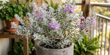 Como cuidar da chuva de prata para ter uma floração espetacular