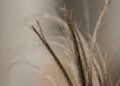 O que causa pontas duplas e como evitar que o cabelo fique com aspecto ressecado