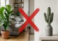 Nem ficus nem cactos: as plantas que a NASA recomenda para purificar o ar da casa