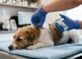 Nova lei de bem-estar animal proíbe adoção e transferência de pets sem microchip