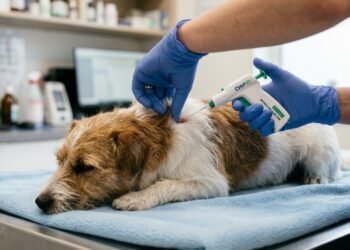 Nova lei de bem-estar animal proíbe adoção e transferência de pets sem microchip