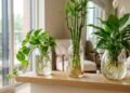 As plantas de interiores que crescem na água, decoram o ambiente e são impossíveis de matar