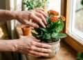 Quase impossível de matar: a planta ideal para quem esquece de regar