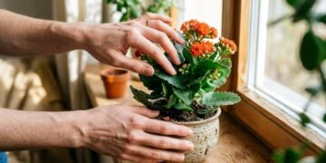 Quase impossível de matar: a planta ideal para quem esquece de regar