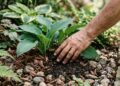 As melhores plantas para canteiros na frente de casa que exigem pouca manutenção
