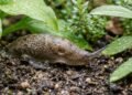 As 3 plantas que afastam lesmas do jardim e ajudam a manter folhas sempre intactas e saudáveis