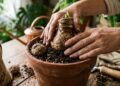 Como plantar amarílis no vaso e deixar sua casa mais elegante com flores exuberantes