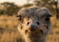 O detalhe bizarro por trás dos olhos gigantes do avestruz que explica sua sobrevivência na natureza
