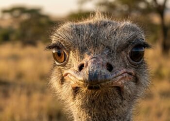 O detalhe bizarro por trás dos olhos gigantes do avestruz que explica sua sobrevivência na natureza