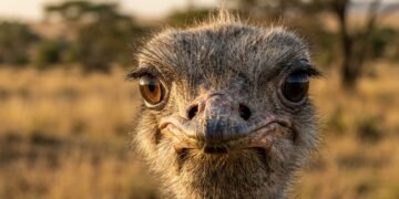 O detalhe bizarro por trás dos olhos gigantes do avestruz que explica sua sobrevivência na natureza