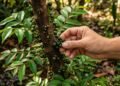 A técnica de plantio que faz a jabuticabeira se desenvolver como na natureza selvagem