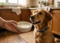 O único tipo de iogurte que seu cachorro pode comer sem risco e que muitos tutores ainda erram na escolha
