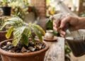 Essa mistura fortalece suas plantas e ainda ajuda a manter a casa livre de odores desagradáveis