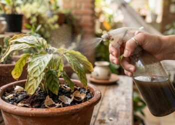 Essa mistura fortalece suas plantas e ainda ajuda a manter a casa livre de odores desagradáveis