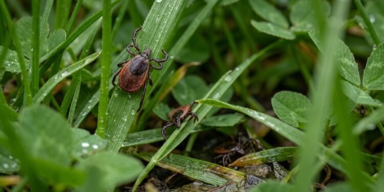 Plantas que atraem carrapatos no jardim e como evitar esse problema no quintal