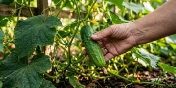 Pepinos: 3 dicas de especialistas para o plantio