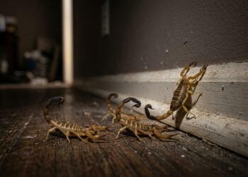 As plantas mais baratas que deixam o quintal mais bonito e menos atraente para escorpiões