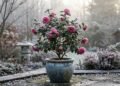 A árvore que resiste ao frio e floresce quando outras plantas desaparecem