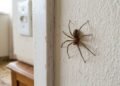 Esse gesto, que você repete todas as noites, transforma sua casa em um refúgio ideal para aranhas