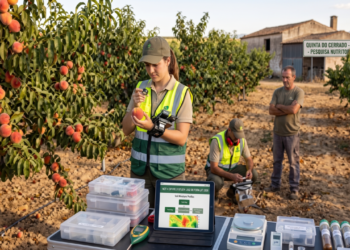 Produtor rural enfrenta multa milionária e prisão por comercializar fruta protegida por lei
