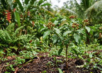 A planta aromática que pode transformar seu quintal