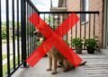 Governo altera regra e proíbe proprietários de manter cães e gatos no terraço de casa