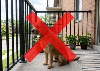 Governo altera regra e proíbe proprietários de manter cães e gatos no terraço de casa
