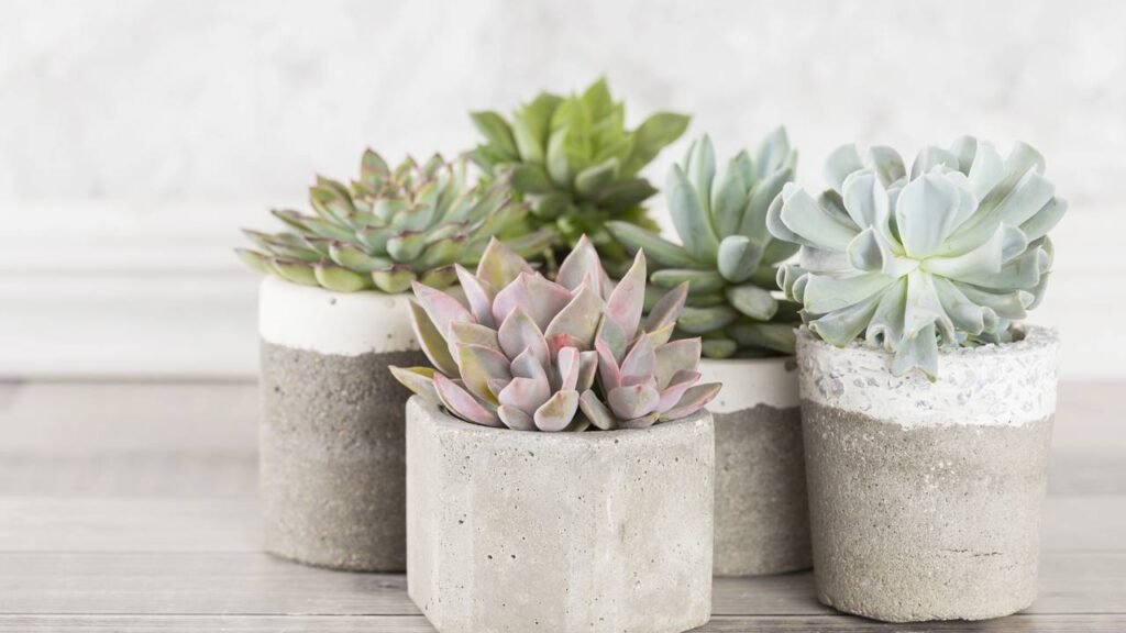 Plantas resistentes ao inverno