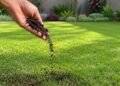 Não jogue fora: um remédio caseiro faz o gramado crescer lindamente verde