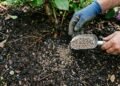 O adubo 4-14-8 pode transformar flores e frutos do jardim quando usado da forma correta