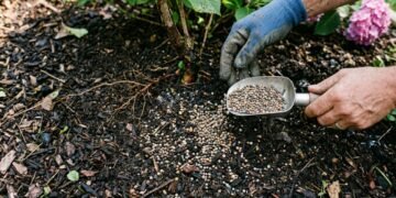 O adubo 4-14-8 pode transformar flores e frutos do jardim quando usado corretamente