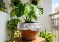 O motivo real que faz tantas pessoas colocarem papel alumínio nos vasos de plantas