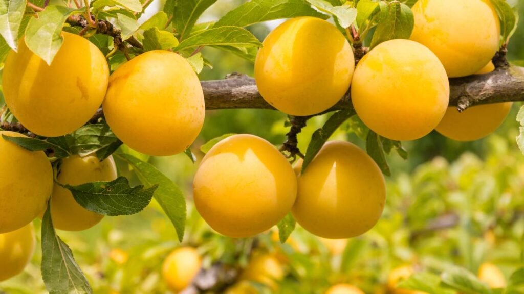 fruta rica em potássio