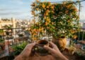 O segredo da planta que cresce rápido e transforma qualquer pergolado em um refúgio de sombra